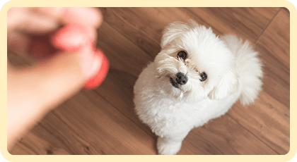 ワンちゃんの個性に合わせたトレーニングが可能
